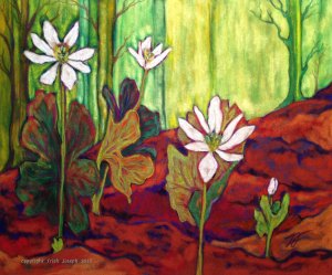 Bloodroot Sanguinaria canadensis12" x 14"