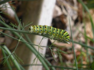 Swallowtail butterfly larvae on Dill weed