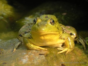 FrogBlog2
