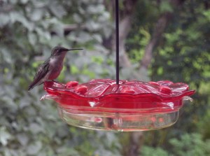 Ruby Throated Humming Bird, female