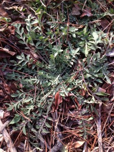 Spotted Knap-weedBlooms like a small lavender thistle flower in mid-summer