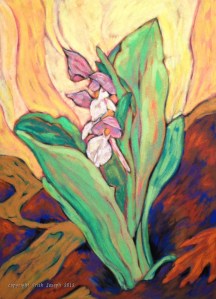 Showy Orchis Galearis spectabilis 7" x 9.5"