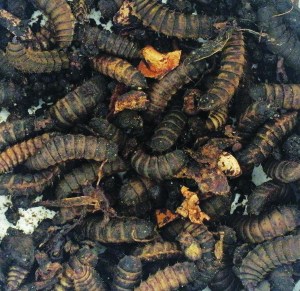 Soldier Fly Larvae