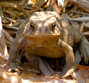 American Toad