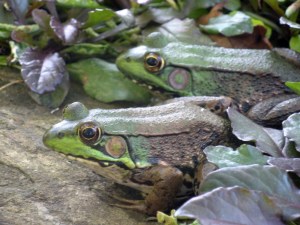 Michigan Green Frogs