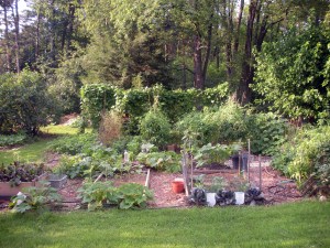The Veggie Patch