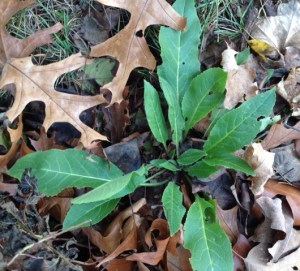Dame's RocketBlooms pink, white or lavender. Looks a little like phlox, but it has only 4 petals and flowers in Spring.