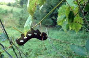 Eumorpha pandorus caterpillar