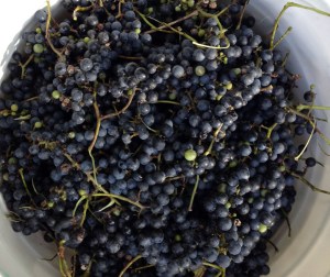 Grapes in Bucket