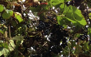 Grapes on the vines