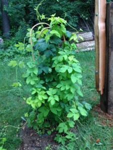 Bianca is an aromatic golden-leaved variety