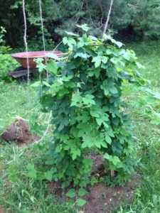 Nugget Hops gives traditional bitter flavor notes to beer